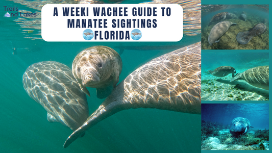 A Weeki Wachee Guide to Manatee Sightings, Florida.