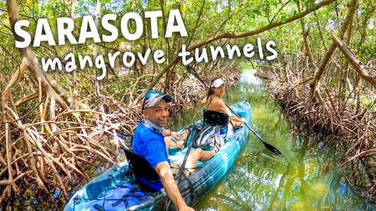 Exploring Florida's Mangrove Marvels On Kayaks and Paddleboards